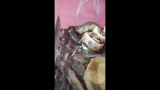 Кормление императорского удава