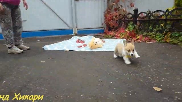 Щенки вельш корги пемброк, Х-помет Фрай Винд, возраст 54 дня, первая прогулка