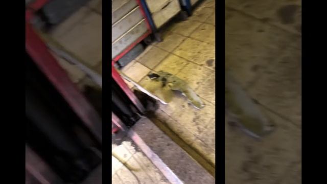 Жизнь в стиле