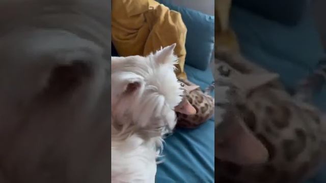 Собаки и бенгалы.2