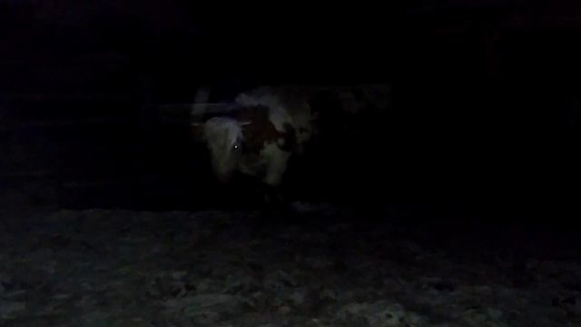 Буйный бык сорвался ночью. - 30 мороза  . Разогнал всех. - жизнь за городом.