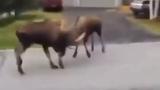 Схватка лосей на даче