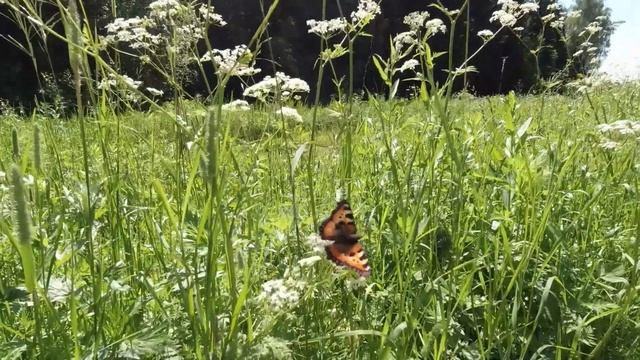 Летний луг: мохнатый шмель, медоносная пчела, попрыгунья стрекоза