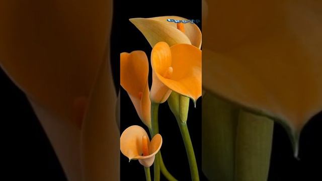 #пожелания #сдобрымутром