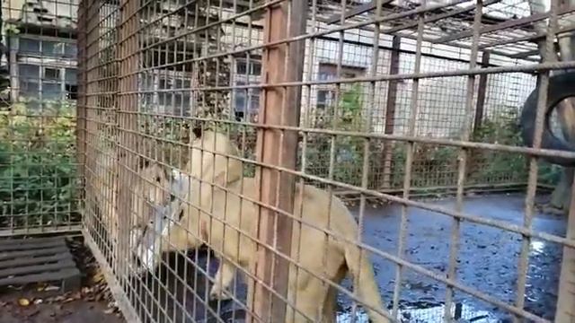 1800ddb0271896e64301d8b633b21883