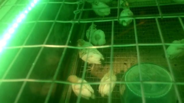 перепелиный домик до 30 дней(брудер)