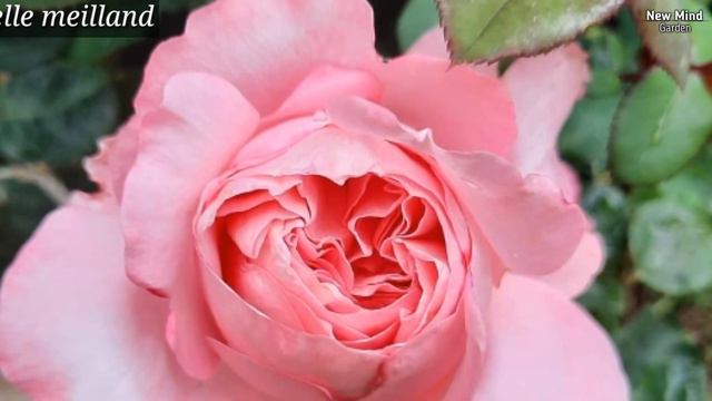 Top Rose Varieties With Names Or IDs | Rose Varieties