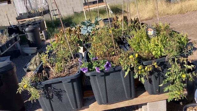 Winter Frost Phoenix AZ Gardens - Strategies & Methods + Frost Tolerant Crops