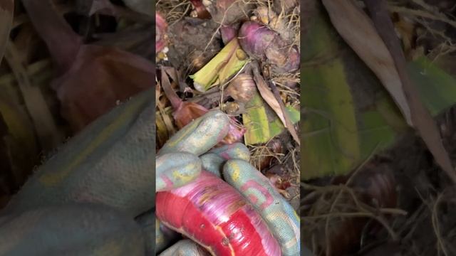 Срочно выкапывай гладиолусы! Как зимуют гладиолусы?