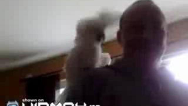 Попугай, любитель рока!