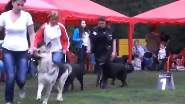 CIMG8940.MOV Суки-рабочий