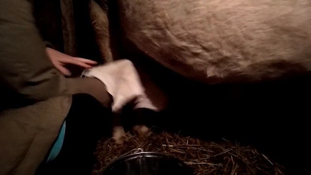 Дойка коровы после отела. Стайка.