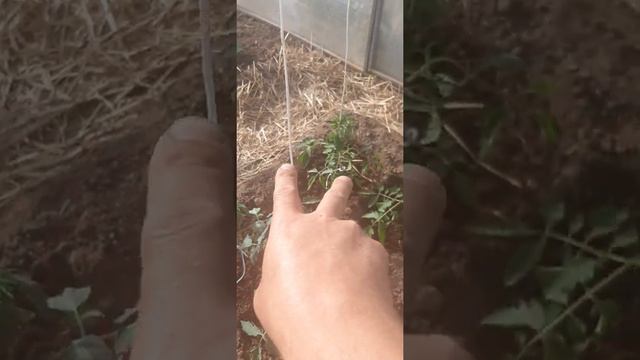 Как лучше подвязать помидоры в теплицы