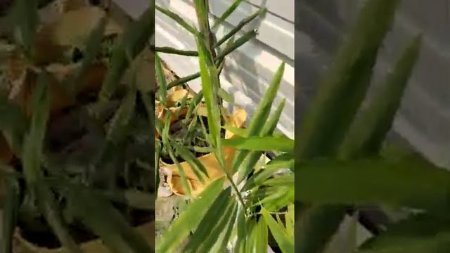 Ginger Plants