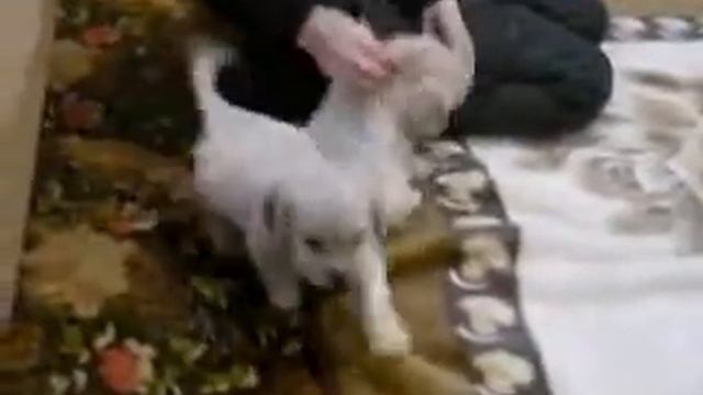 Палеві хлопчики кокер спаніеля відео 2