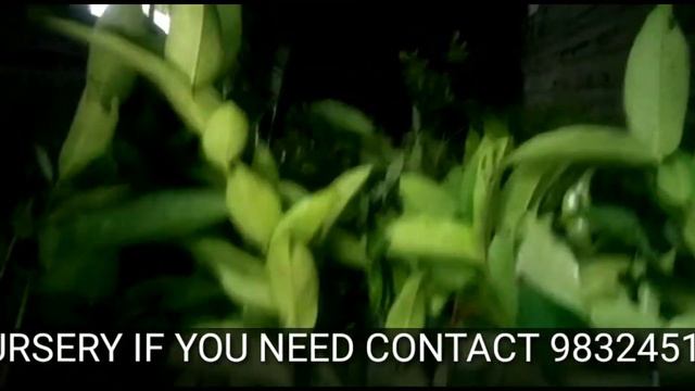 AGRICULTURAL PLANTS || GRAFTED PLANTS || SHOW PLANTS || FOOD PLANTS || IMRAN NURSERY || WEST BENGAL