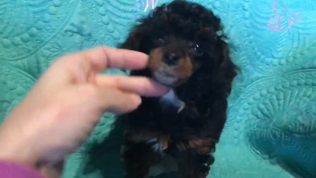 Black And Red Phantom Toy Poodle