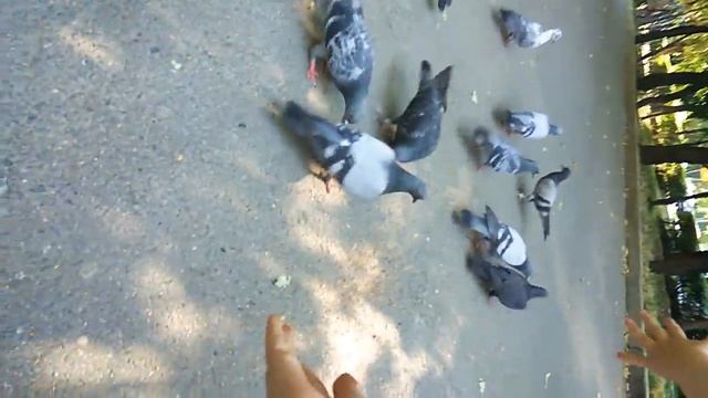 Кормим голубей??