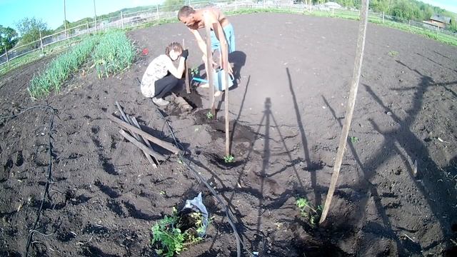 Помидоры быстрая посадка// Жизнь в деревне