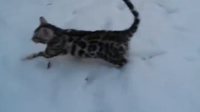 Барс продается, выставлен на авита г.Питер