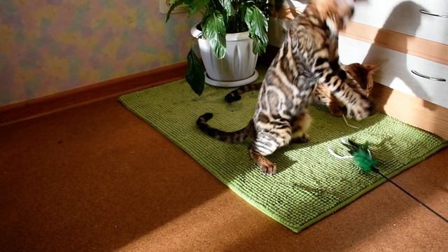 Бенгальский кот