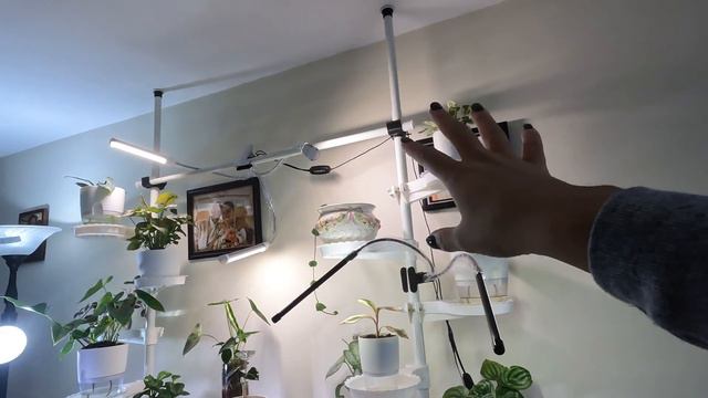 LOW LIGHT HOUSEPLANT TOUR 2024| SURVIVING THE DARK WINTER 🥶| My Mom’s Collection