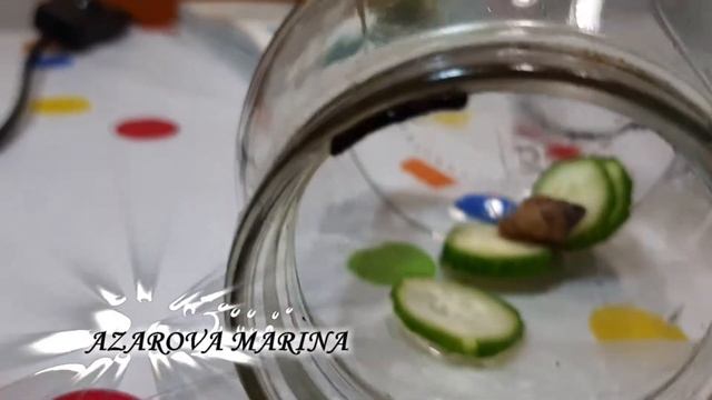 Ахатины. Новые жители в нашем доме.