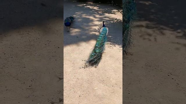 Аскания Нова! Херсонская обл