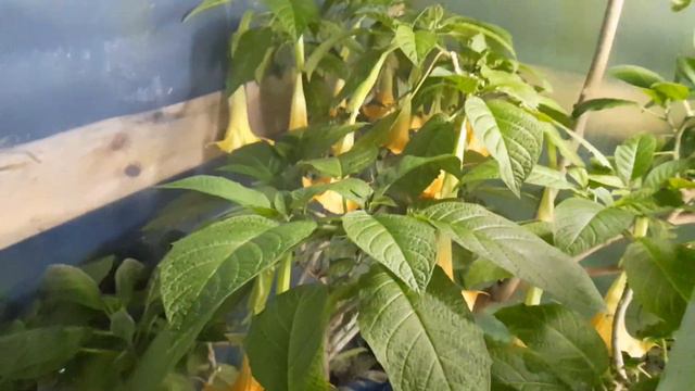 Бругмансия цветёт! Аромат райский!