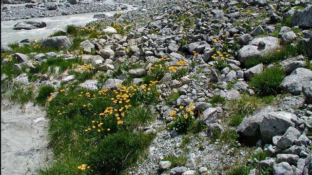 Obersulzbachtal Hiking Valley Of Alpine Flowers Pinzgau Austria