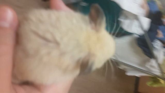 ХОМЯК ИЛЛЮЗИОНИСТ