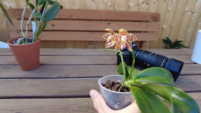 Jetzt In Blüte: Phalaenopsis Amboinensis Lässt Herzen Höherschlagen