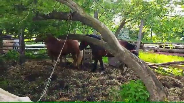 Жеребец  Маркиз рвётся к кобылице ???