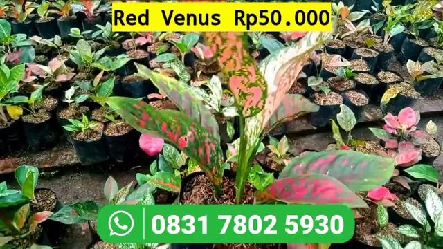 ? OBRAL AGLAONEMA LOKAL