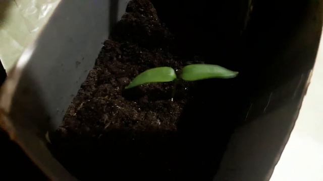 D5958506df44b7101565459eb76878ee