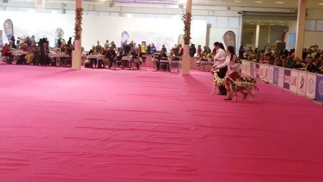 10.12.2017 CACIB Nitra - Best In Show Ring - LUANDA - Best Breeders Group III.place