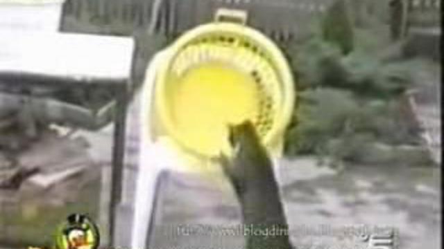 Ну самые смешные коты!