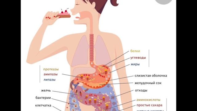 Польза Щуки О Которых Вы Точно Не Знали