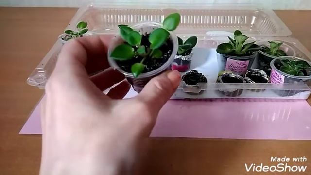 Рассада однолетних цветов и сеянцы глоксинии