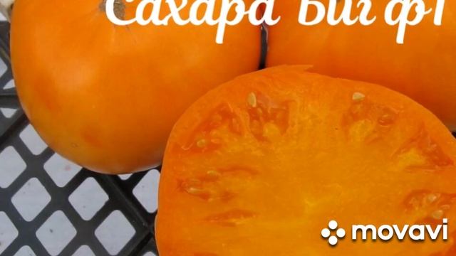 ПЛАТНЫЙ КАТАЛОГ ГОТОВ // ВАЦАП ДЛЯ ЗАКАЗА 8-915-245-81-59 ПИСЬМЕННО