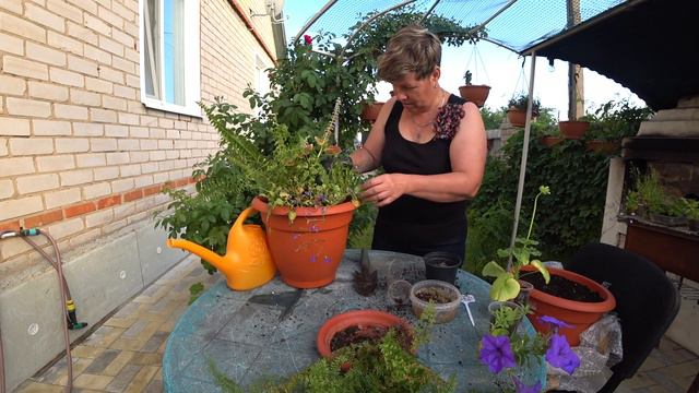 Цветочная композиция для сада