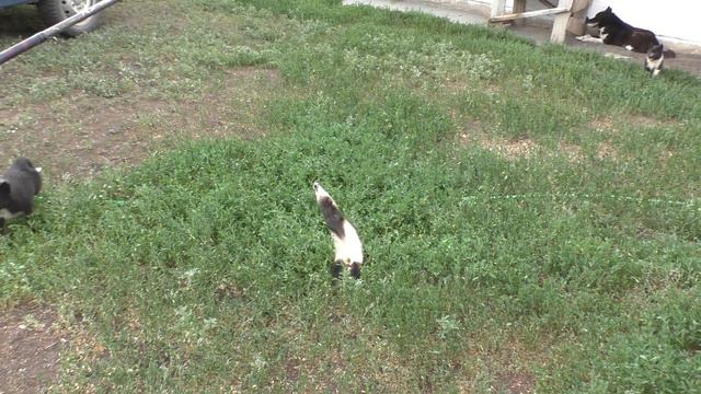 Щенки 2023 г.Омск