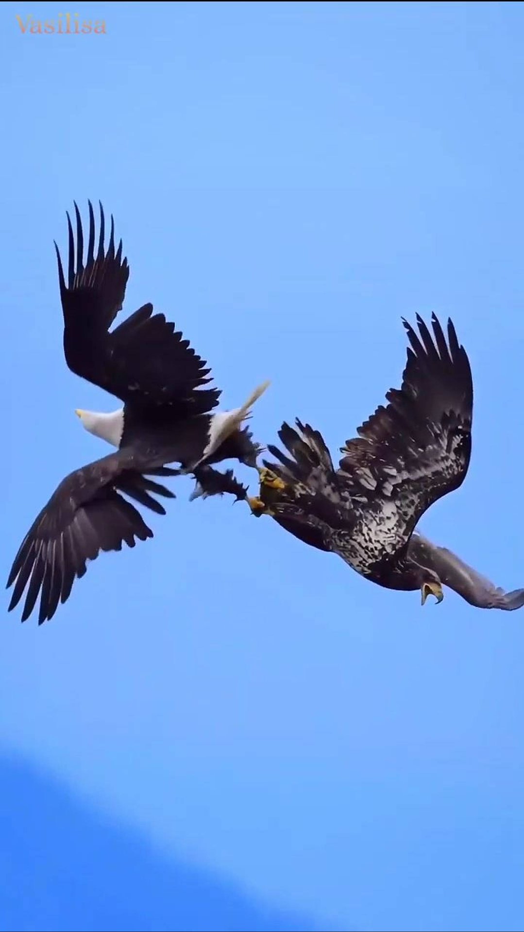 Небесные танцы ✨ Орлы