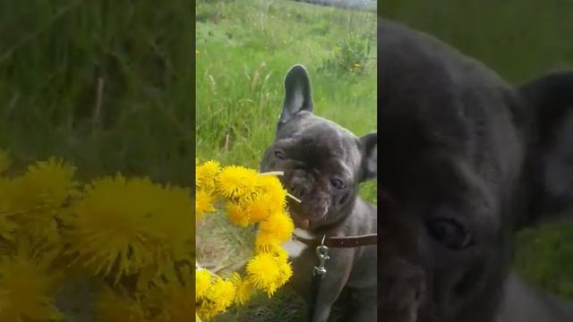 французский бульдог голубого окраса на прогулке #собаки #французскийбульдог