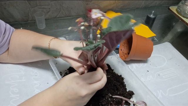 Вам подариши фиалку. что делать дальше.