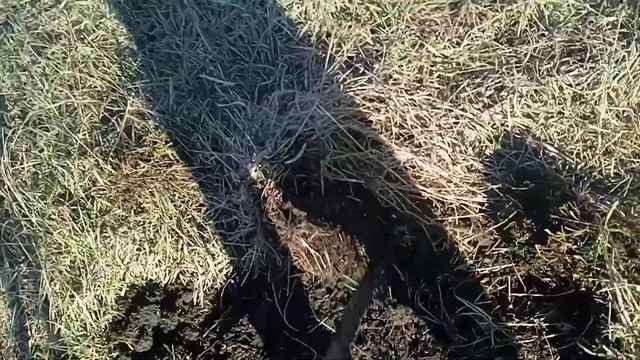 Сколько металла в лесополосе часть 1 | металлокоп с Пиратом | Где можно копать металл