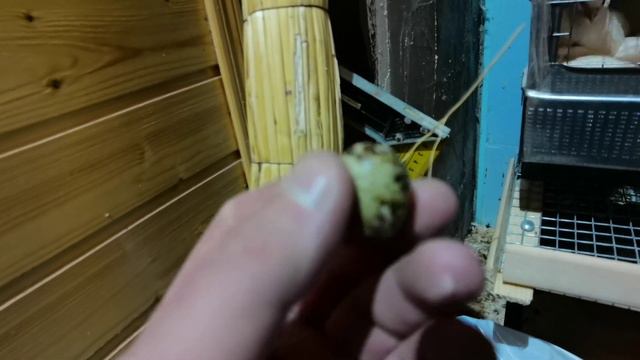 Первое яйцо 33-й день Техасы перепела