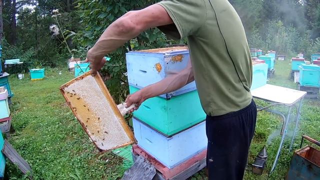 Медосбор закончился