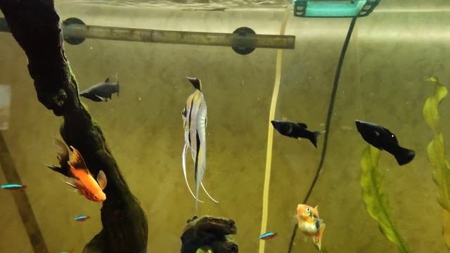 Мой аквариум 300 литров со скаляриями, неонами, меченосцами, пецилиями, моллинезиями, 02.10.2022