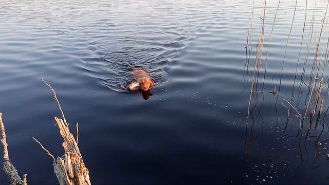 Охота весной с подсадной  Vizsla Hunting
